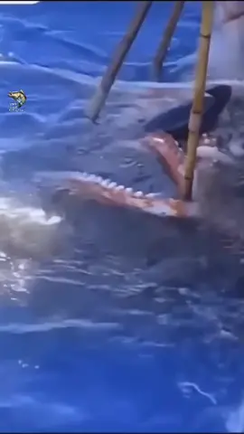 disturbing real ocean footage terrifying ocean footage relaxing ocean tiktoks deep ocean life unexplainable ocean videos unexplainable ocean videos 2023 deeply calming videos scary ocean videos #sealife #ocean #fouryoupage #foryou #fyp #fypage #creatures #fishing #fish 