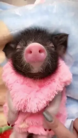 #cute #pig 