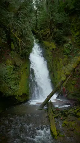 Lost in the heart of the lush forest, where the symphony of greenery is punctuated by the roar of an incredible waterfall 🤩 #waterfall #waterfallchasing #forest #lushforest #wilderness #djiglobal #god #naturespower #oregon #pnwdiscovered 