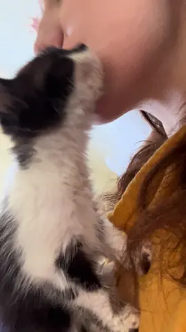 #fyp #kitten #cats #catmom #catlady Tocino 🐈‍⬛ #mercy 