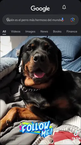 #Vaderdog #perrihijos❤️🐶 #rotti #peligroso⚠️ #rottweilersoftiktok #perrostiktokers #followme #doglife #CapCut 