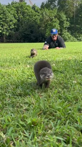 Just a couple of OTTERS Having Some Fun ❤️❤️ Come Visit Our AMAZING Animals!! Book Your Walkthrough SAFARI Tour NOW at AnimalEDventures.com #ForYouPage #ForYou #FYP 