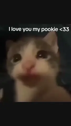 I love you pookie wookie bear 🌸 #him #loveyouu #pookie #cat #kisses @𝕯𝖆𝖒𝖎𝖟𝖟 𝕻𝖎𝖈𝖐𝖚𝖕 🏌🏻 