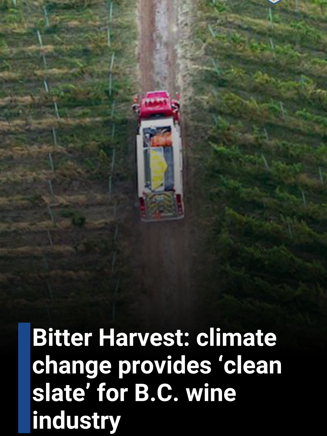 Bitter Harvest: climate change provides ‘clean slate’ for B.C. wine industry #winery  #bcwine  #bcwineindustry  #wineindustry