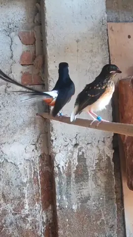 Bapak dan anaknya kompak #kicaumania #birds #muraibatu #muraibatugacor #briding #bridingmuraibatu #trotolmuraibatu #cmi #CMI #cmicandymuraiindonesia #fyp #viral #trending #tahun2024 #shorts #reels #CapCut #cmi_store #trend #vibes #reminder #erinn #cmistore 