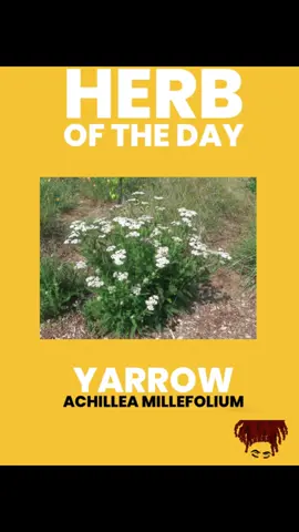 Herb of Today: Yarrow 🌱 Here are some benefits of integrating Yarrow in your everyday life. Yarrow has a WIDE range of uses but here I am naming a few. Go follow @mysticalmeeks MY ONLY PAGE Also check out Herb uses post! Sending and welcoming back abundant BLESSINGS and PEACE alongside LOVE and LIGHT ❤️🧿 #fyp #vvitch #vvitchtok #vvitchfyp #hoodoo #mysticalmeeks #astrology #angelnumbers #metaphysicalhealing #metaphysical #roots #rootwork #herbs #herbalmedicine #herbalbaths #herbaloil #spiritualbaths #spelljars #protection #spiritualawakening #spiritualjourney #Alzheimers #epilepsy #inflammation 