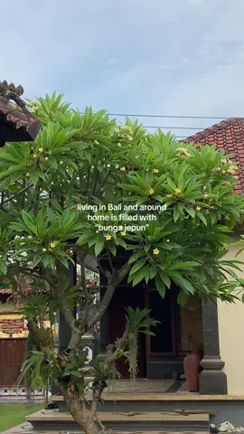 balinese vibes in the morning #fyp #bungajepun #bali 