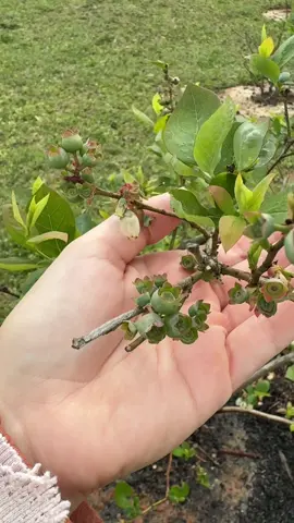 #spring #fruittree #garden #growyourownfood 