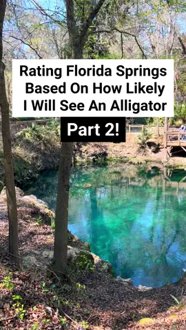 Because everyone is always so convinced to never go to the Florida Springs because of Alligators. Have you seen me post a video of Alligators in the springs that allow swimming (aka NOT Green Springs) no. That is because I’ve never gotten to see an alligator in all my visits to the springs to even take a video! If you see one at a spring head, consider yourself lucky! #florida #floridacheck #floridalife #floridasprings #devilsden #rainbowsprings #ichetuckneesprings #hiddengems #travelbucketlist #alligators #alligator #PlacesToVisit #bucketlisttravel #northflorida #centralflorida 