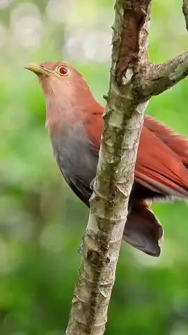 A rare cuckoo, which rarely flies, especially likes to jump between branches.Squirrel Cuckoo (Piaya cayana). #bird #cuckoo 