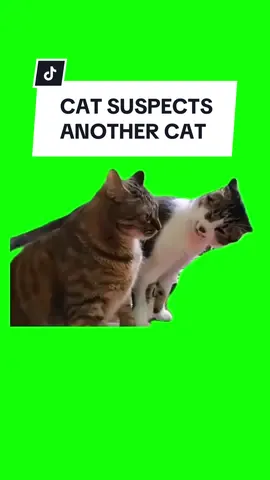 #CapCut CAT SUSPECTS ANOTHER CAT. #greenscreen #greenscreenvideo #greenscreenoverlays #fyp #fypシ #fypage #fypppppppppppppppppppppppppppppppppppppppppppppppppppppppppppppppppppppp #fyppage #fypシ❤️💞❤️ #meme #memes #memestagram #freefirememe #memepage #viral #viralvideos #viralreels #viralvideo #viralpost #meme2024 #cat #cats #catsofinstagram #catlover #catmemes #catmeme #trend #trending 