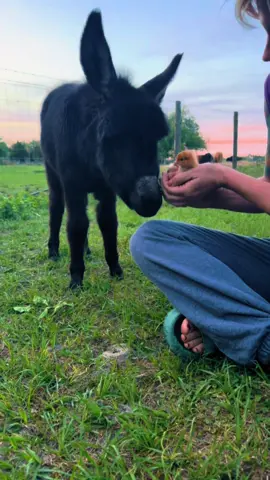 I love Cash’s curiosity about everyone and everything. He wasnt sure what to think about the chick but he kept coming back to check her out. #farmtok #farmsoftiktok #babydonkey #farmlife #animallove #gratitude 