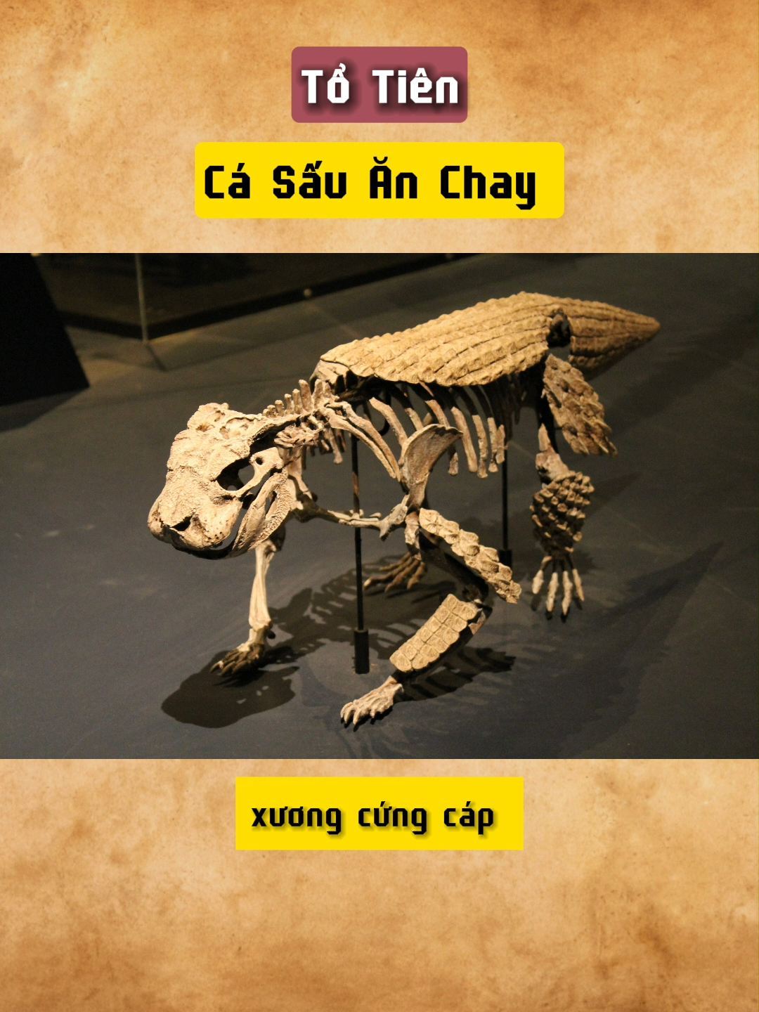 cá sấu ăn chay #khotangkybi #bian #casau