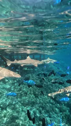 Sharks paradise and beauty of our world: Tetamanu Pass, Fakarava South🦈🏝️🇵🇫 #sharklover #greyshark #blacktip #whitetip #napoleonfish #eagleray #fakarava #tuamotu #fenua #pacificisland #frenchpolynesia #paradise #nature #fyp #pure #beauty #sharkaddict #scubadiving #snorkeling #dive #diving #motherearth #tetamanu #fakaravasouth @GoPro @GDome Water Housings @GoProFrance 