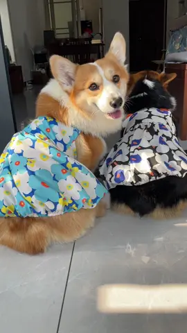 #dog #corgi 