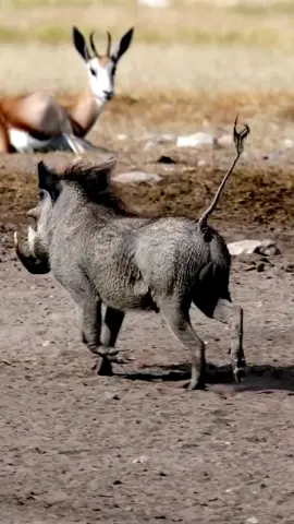 ¡Atrévete a correr junto al jabalí africano en plena acción! En el vibrante safari de África, la vida silvestre te sorprende con su energía y vitalidad. ¡Únete a la aventura y sé testigo de la belleza salvaje en movimiento! #safari #vidasalvaje  #jabalí  #aventura  #correlibre 
