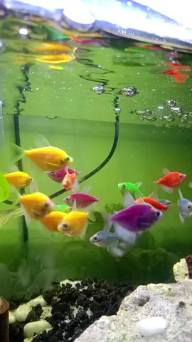 wonderfull glowfish when they had lunch.#beautiful #warna #ikanhias #happy #aquascape #aquarium #tiktokviral #tiktok #glowfish #fypシ #feeding #ikanmakan 