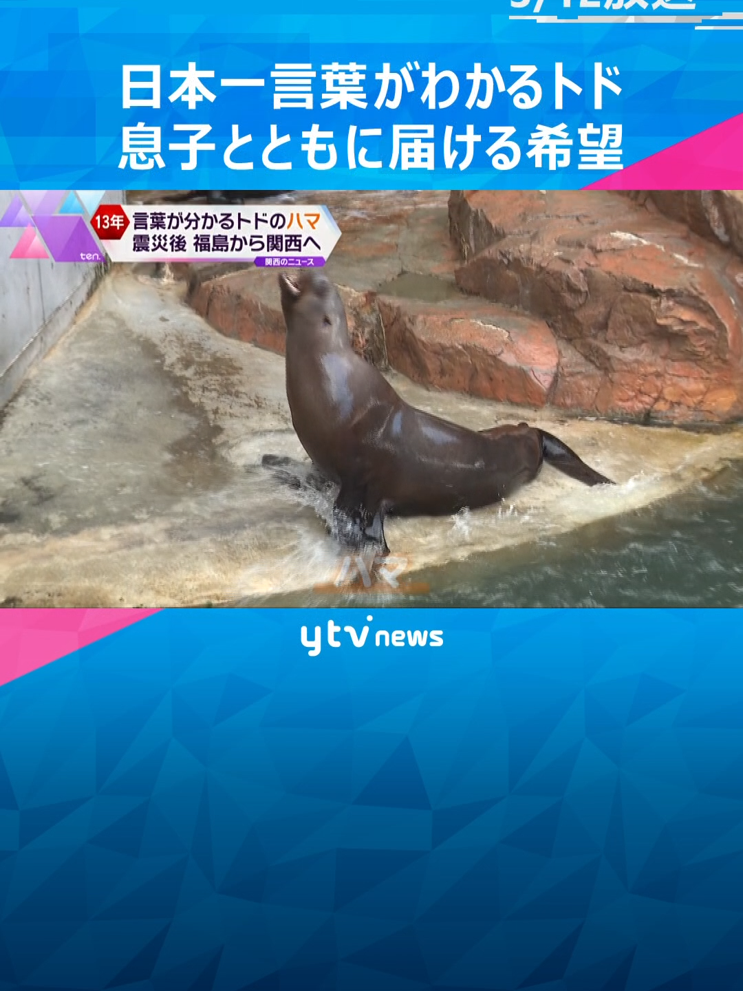 東日本大震災の後、福島県から兵庫県の城崎マリンワールドにやってきた日本一言葉がわかるトドのハマと、その赤ちゃんカナタ。関西で暮らす親子が、元気と希望を届けています。#tiktokでニュース 　#読売テレビニュース