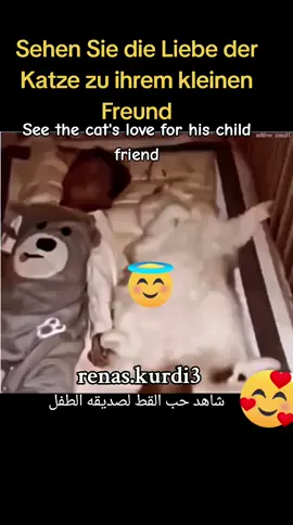 #animals #cat #cats #lovers #See the cat's love for his child friend#videoviral #pyfツ #