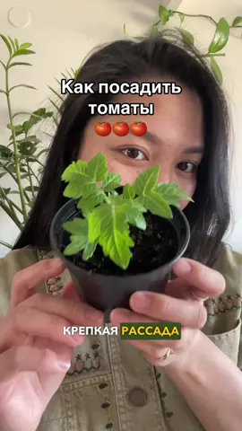 Самое время для посадки томатов 🍅 #рассадатоматов #черринаподоконнике #грядканаподоконнике 