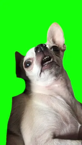 Green Screen Chihuahua Zoned Out Meme #greenscreen #greenscreenvideo #dog #dogmeme #dogmemes 