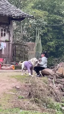 #ruraldog #funny #dog #pet #xuhuong  @Rural Dog 