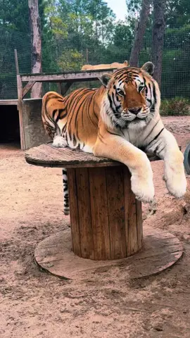 Big Zeus! 🐯 #NOTpets #tiger #tigers #bigcat #bigcats #cat #cats #wow #amazing #animal #animals #fl #florida #fyp 