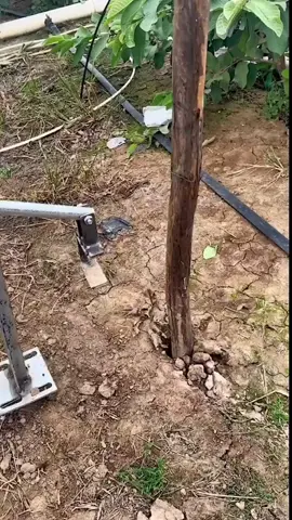 Genius tree removing device