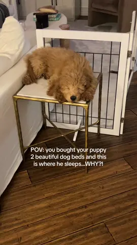 anyone elses dog do this?! 😂 #dogs #dogsoftiktok #puppy #goldendoodle 