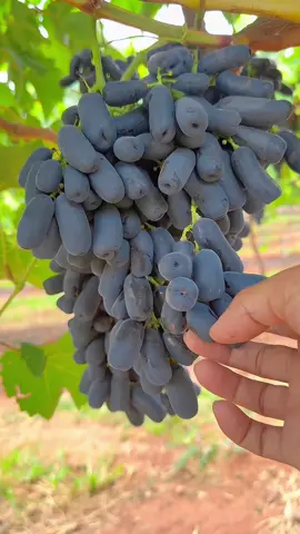 🧑🏼‍🌾👩🏻‍🌾👍🏻🥰🍇 beautiful vineyard #Love #garden #relax #fruit #yummy 