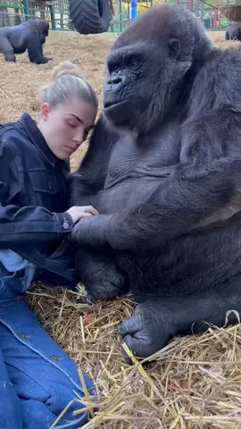 Woman is hanging out with Silverback  at her sanctuary! #SilverbackGorillas #sanctuary #gorillaz #Gorillas #fyp #foryou #foryoupage #viral #trendiing