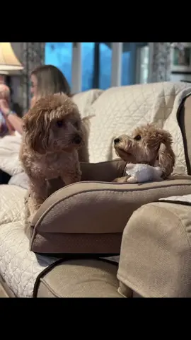 #over60 #cavapoosoftiktok #dog #doglove 