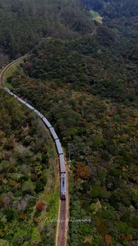 Pattipola ♥️🍃💫🥹 #travel #hike #foryou #foryoupage #ticktock #video #photography #travelphotography #nature #green #srilanka #srilankan #vibe #fyppppppppppppppppppppppp #pattipola #pattipola🚇♥️ #train #trainsrilanka #railway #travel_with_nikii_💫 