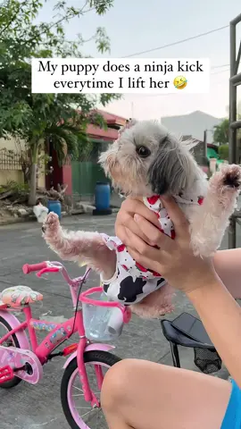 funny dogs Comp 🤣🐶 episode 180 #funny #pet #animals #funnyanimals #fyp #foryou #dog #dogsoftiktok #funnyvideos #🤣🤣🤣 #funnypets #doglovers 