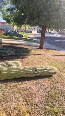 Cactus update..the rest of it came down overnight. I am so so sad but grateful it did not fall on the house or neighbors. #cactus #arizona #saguaro #rip #fall #naturaldisaster #desertplants 