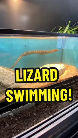 Lizard Swimming!🦎🌊#quincemonitor #lizard #lizards #reptile #fishtank #aquarium #swimming #fyp