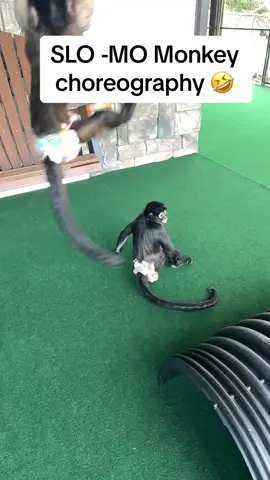 The monkeys put on a good little routine for you guys today. If you didn’t know they were just happy monkeys being silly you might think they was clumsy and defective as many tumbles and flips they do🤣