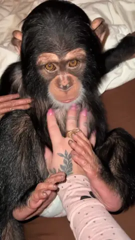 Evenings in bed with my little girls is my favourite🩷☮️ #girlmom   • • • #momlife #vanara #tara #monkeymom #Chimps #chimpanzee #chimpanzeesoftiktok #chimps #apes #primatesoftiktok #cuteanimals #animalsaddict #animals #explorepage #animals #animalsoftiktok #animallover #monkey #monkeys #monkeyseemonkeydo #monkeysoftiktok #monkeylove #taraandvanara 