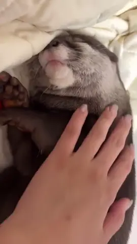 Hello. #Day528 of #otter. Literally me in the arms of my girlfriend. Who relates🥰? Bye. #ottertok #cute #fy #hug #cuddle #sleep Credit: uuu_chaan 