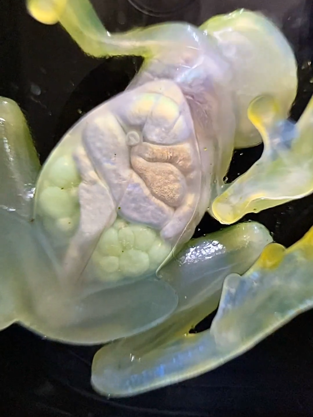 A glass frog about to lay eggs 🐸🔍😲 #GlassFrog  #Biology  #Nature  #ViralHog