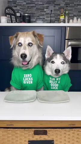 YIP-PEA! In honor of Saint Patricks Day Champ and Tyson will be trying green foods all week. Today they try green apples 🍏 and sanp peas 🫛 #dogstryfood #foodreview #dogs #huskies #goldenretriever #fyp 