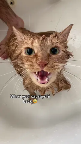 Our cat escaped the house and came back dirty the next day so we had to give him a bath 🥺🛁🫧 #cattok #cat #catsoftiktok #bath #bathtime #catbath #talkingcats #talkingcatsoftiktok #cutecat #orangetabby #hi #viral #fyp  