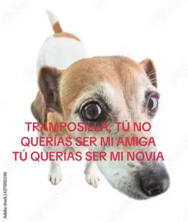 #fyp #viralvideo #viral #tramposilla #nv #amor #perritos #amigos #foryoupage #foryou #textorojo 
