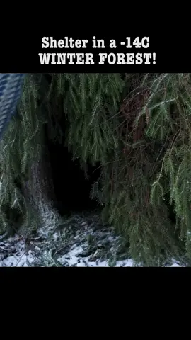 Shelter in a -14C WINTER FOREST! P1 #bushcraft  #build  #building  #camping  #survival  #shelter  #wildlife  #Outdoors  #outdoor  #viral  #fyp  #foryou