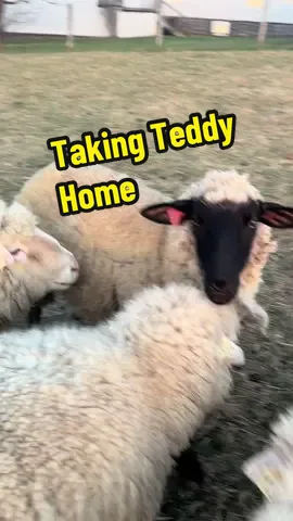 #sheepfarm #lambingseason #sheep 
