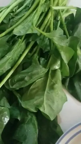 Para identificar las espinacas de las acelgas, las espinacas son de una hoja larga y un tallo largo. . . . #acelgas #ensaladas #recetafacil #comidamexicana #comidasaludable #hierro #nutricion 