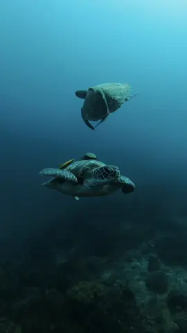 De los momentos más bonitos que me regaló el mar.#scubadiving #diving #diving_photography #dive #scubadiver #scubagirl #scubagirl #scubagirls #turtles #oceanos #dive #oceano #sea 