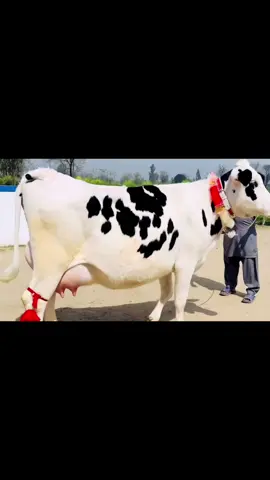 Pure HF Cow Shok💕🔥 #cattle #cowfarming #cattlefarming #dairyfarming #pkjanwar #pkjanwarmandi #janwarmandi #animalvideo #farm #usmandairyfarmlayyah #viral #azamdairyfarm #arsalmehdi #mehdidairyfarm #livestock #farming #dairymilk #cowlover #animallover #bigcow #bestcow #haqbahoodairyfarm #dairyfarm #cattleinfo #janibesttv #heifer #cows #foryoupage #layyah #mashallah #shok #viralvideo   #milkingcows #dairy 
