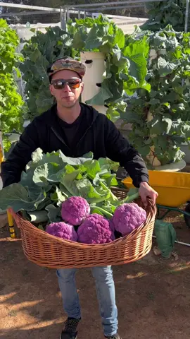 Purple cauliflower is naturally purple due to the heightened presence of an antioxidant known as anthocyanin. #farming #agriculture #gardening #cauliflower #verticalfarming #aeroponics #hydroponics 