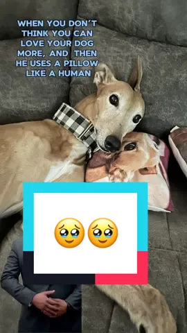 It gets me everytime. 🥹 Happy Wednesday friends!  #dogobsessed #dogmomma #dogmomlife #dinkwad #dinkwadsoftiktok #greyhoundsoftiktok 